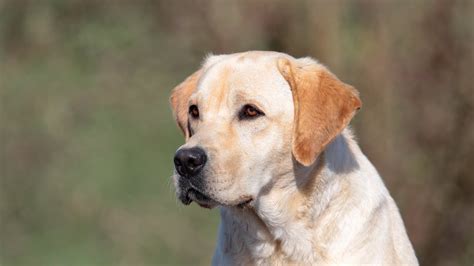 Labrador Retriever Obedience Training In High Distraction Areas - YouTube