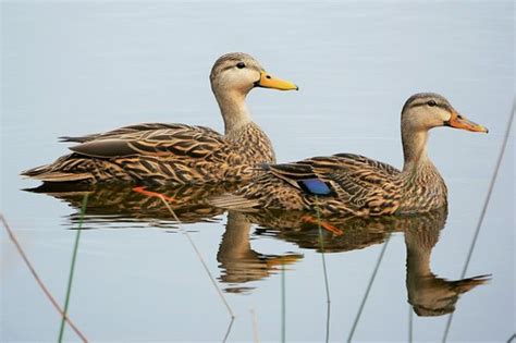 Mottled Duck - Male and Female (Anas fulvigula) | Naples Bot… | Flickr