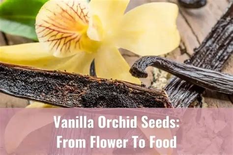 Vanilla Bean Seeds: From Flower To Food - Everyday Orchids