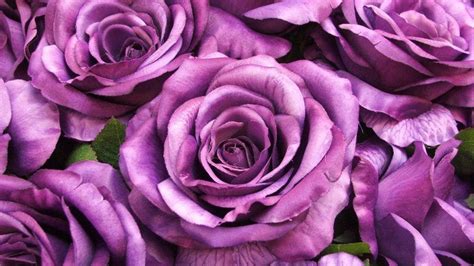 Purple Roses Wallpaper - WallpaperSafari