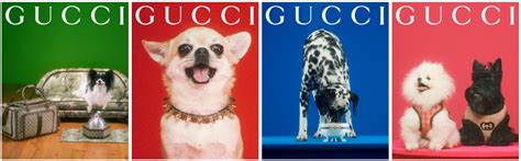 6 Designer Dog Collars — Designer Dog Collars Gucci Dog Collars Louis Vuitton Dog Collars