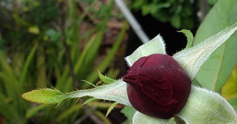 Botany Professor: The Leafy Origins of Sepals