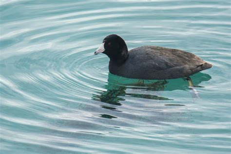 Dan's Feathursday Feature: American Coot — Chicago Ornithological Society