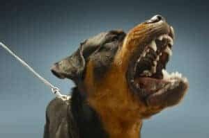 Are Rottweilers Dangerous Dogs? (To Owners and Other Dogs) | Dog Advisory Council