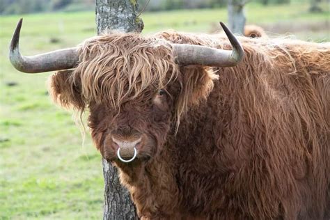 What Is the Purpose of Bull Nose Rings? - A-Z Animals