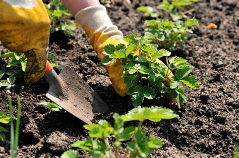 Planting Florida Strawberries - Florida Strawberry