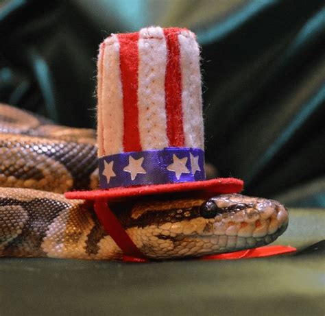 Snakes In Hats Are Actually Very Cute (Pics)