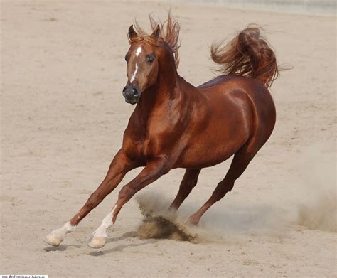 Brown Horse Riding Quality | Okay Wallpaper