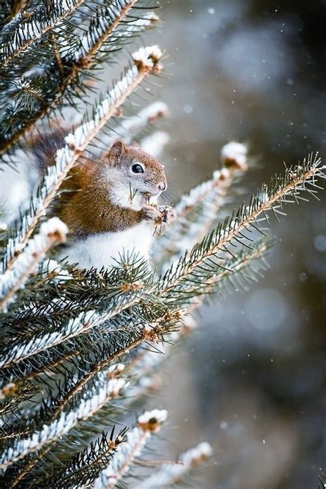 Squirrel In Snow Pictures, Photos, and Images for Facebook, Tumblr ...