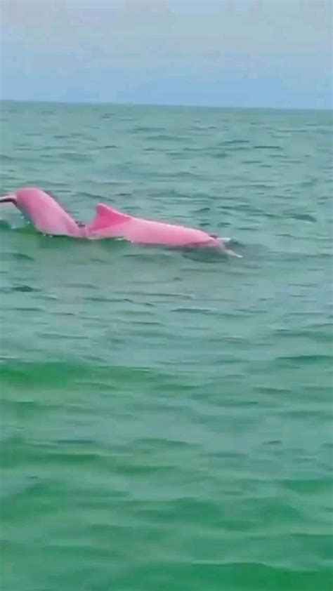 Pink dolphin in 2022 | Beautiful sea creatures, Majestic animals ...