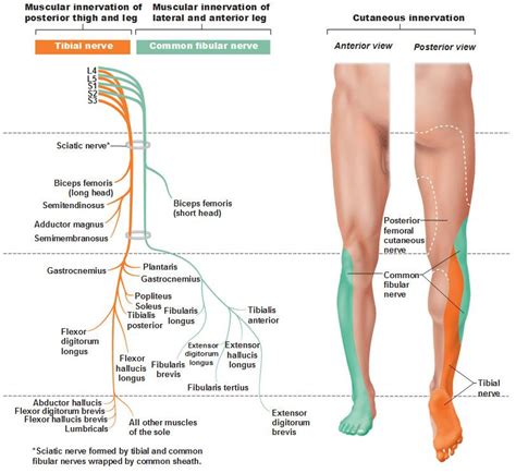 HumanNervesSpinalFoot - aHuman Wiki