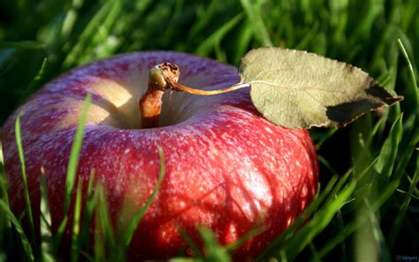 Download Free Hd Fruit Red Apple Fruit Wallpaper, Image - Red Apple ...