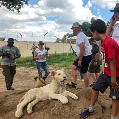 South Africa to ban breeding of lions in captivity for trophy hunting | South China Morning Post