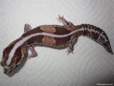 leopard gecko african fat tail hybrid - Known Pets