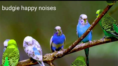 budgies singing |budgie noises |budgies chirping | budgie sounds|happy ...