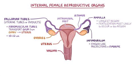 Fallopian Tube Diagram Egg