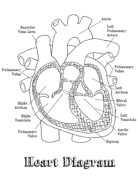 heart diagram labeled worksheet - Google Search | Heart diagram, Heart ...