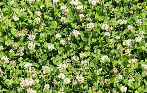 White Clover - Pro Time Lawn Seed