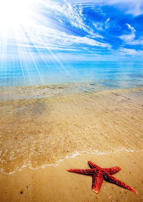 Starfish Beach stock image. Image of holiday, horizon - 18586143