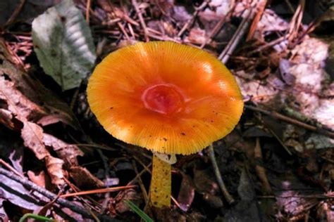 Orange Mushroom Identification: 11 Common Varieties