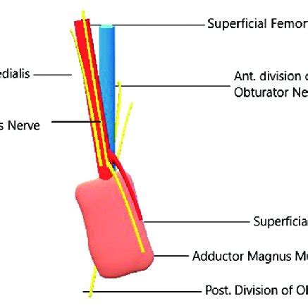 Adductor Canal