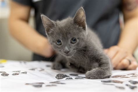 How Fostering Made a Difference for One Special Needs Kitten - My ...