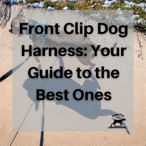 Front Clip Dog Harness: Your Guide to the Best Ones