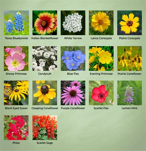 Texas Wildflower Seed Mix | Created By Nature