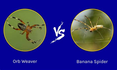 Orb Weaver กับ Banana Spider: อะไรคือความแตกต่าง? | Newagepitbulls