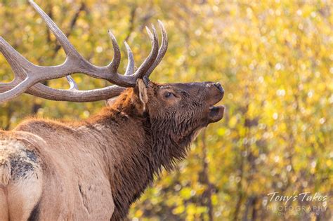 Bugling Elk bull in the fall foliage | Tony's Takes Photography