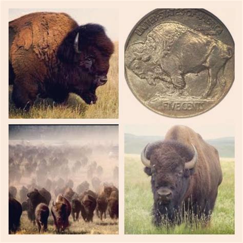 Mana Keepers: Buffalo Totem - Quick Reference | Animal spirit guides ...