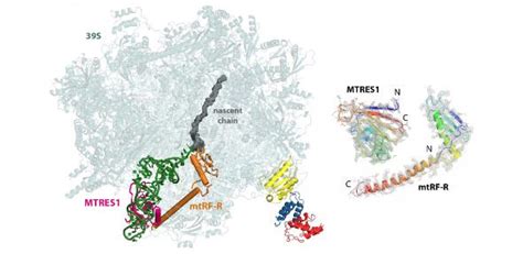 Michal Minczuk collaborates with Venki Ramakrishnan on ribosomal rescue ...