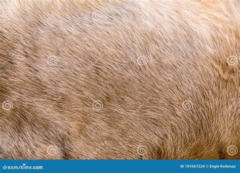 Cow fur texture stock photo. Image of coat, decoration - 101067224