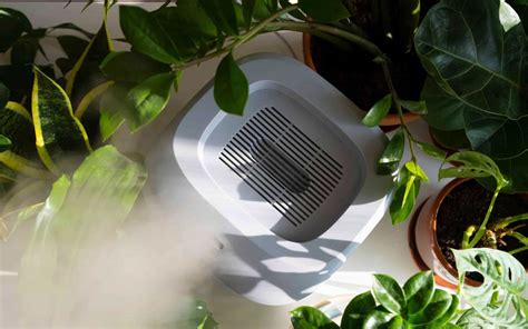 How to Create the Ideal Environment for Your Plants | ecobee