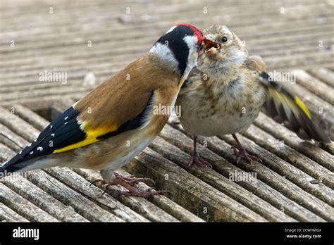 European Goldfinch, adult feeding a juvenile, Cornwall, England, UK Stock Photo - Alamy