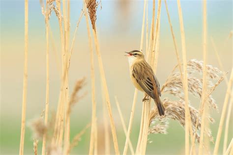 WWT Welney Wetland Centre | Visit Norfolk