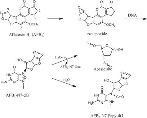 Metabolic activation and DNA adduct formation by aflatoxin B 1 | Download Scientific Diagram