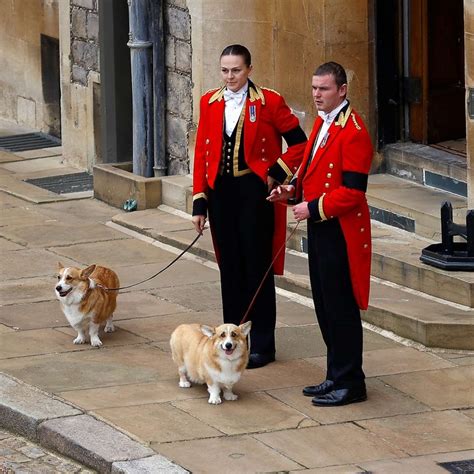 Queen Elizabeth II's beloved corgis await her coffin at Windsor Castle - ABC News