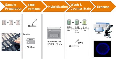 In Situ Hybridization Protocol - slidesharetrick