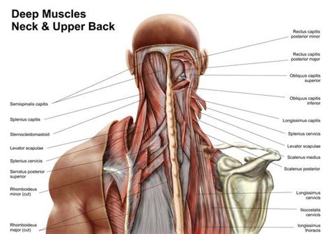 Human anatomy showing deep muscles in the neck and upper back | Science ...