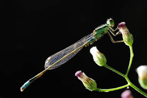 What's a Dragonfly Habitat Like? What Do Dragonflies Eat? Find Out Now ...