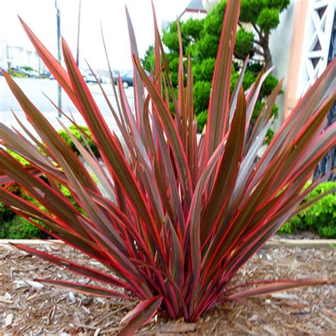 1 X PHORMIUM 'MAORI SUNRISE' NEW ZEALAND FLAX EVERGREEN SHRUB HARDY PLANT IN POT | eBay