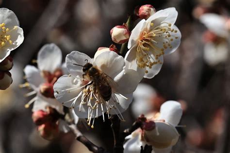 Nam-Seok (Kris) Kim on LinkedIn: Plume flower and Japanese Cornelian ...