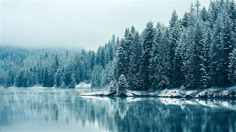 Snow Forest Wallpaper