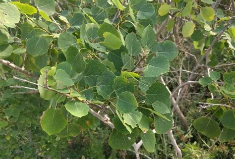 5 Different Types of Aspen Trees & Their Identifying Features