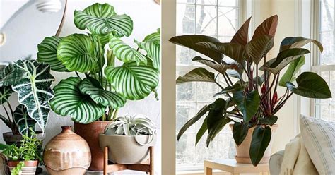 13 Best Large Foliage Houseplants | Indoor Plants With Big Leaves