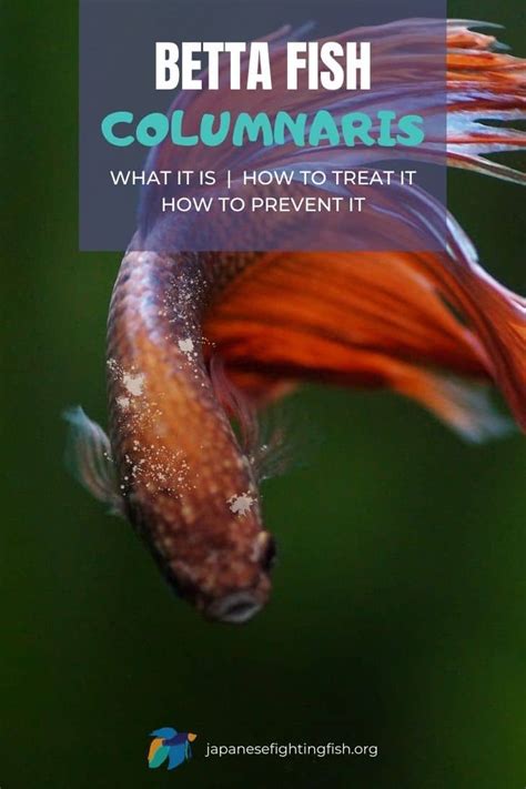 Betta Columnaris Treatment Guide (Saddleback Disease)