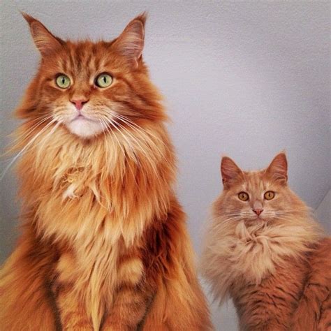 cat to left Mainecoon & the one to the right is an Asian Norwegian Forest. | cats | Pinterest ...