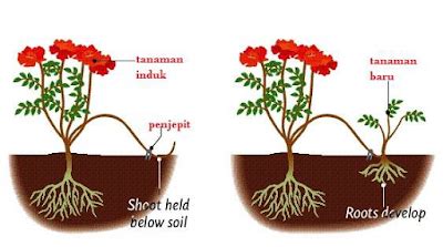 Intan Nirmala Blog's: REPRODUKSI VEGETATIF DAN GENERATIF PADA TUMBUHAN