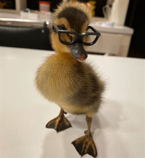 PsBattle: Duck wearing glasses : r/photoshopbattles